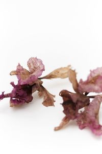 Close-up of flowers against white background