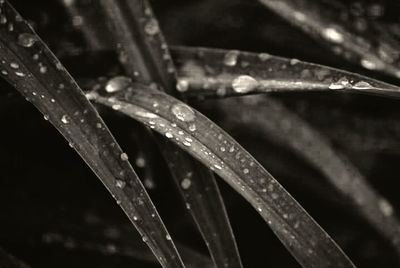 Close-up of raindrops on leaf