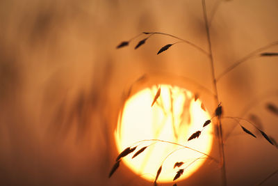 Close-up of plant against orange sky