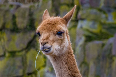 Close-up of an animal