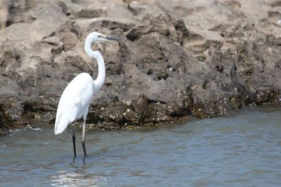 View of heron on rock