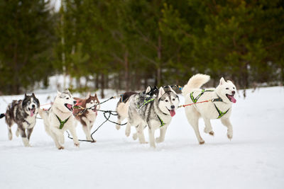 Husky sled dog racing. winter dog sport sled team competition. siberian husky dogs pull sled