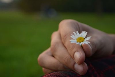 Close-up of daisy holding flower