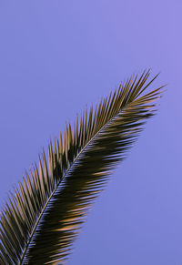 Palm leaf on the purple background 