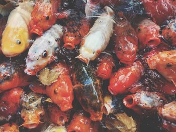 Close-up of koi carp fish in water