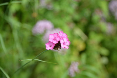 Pink flowers blooming in park