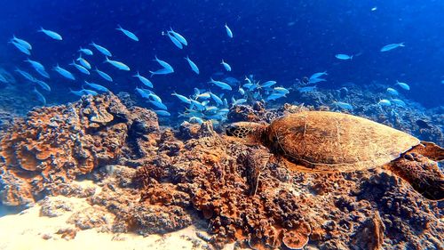 Low angle view of fish swimming in sea