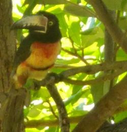 Close-up of parrot perching on tree