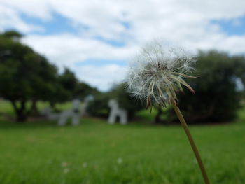 Close-up of dandelion against sky