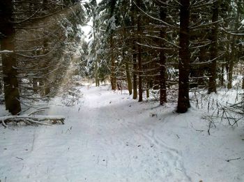 Trees on snow covered land