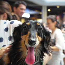 Close-up portrait of dog