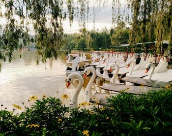 View of swans in lake against sky