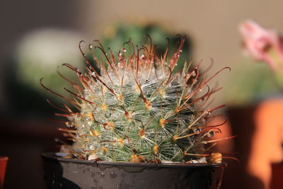 Close-up of cactus plant in pot