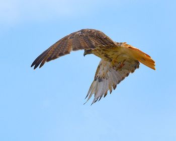 Low angle view of eagle flying in sky