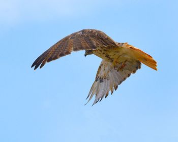 Low angle view of hawk flying in sky