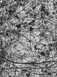 Low angle view of tree against sky