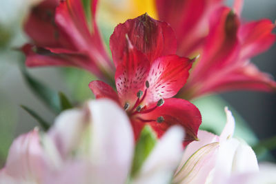 Close-up of pink flower