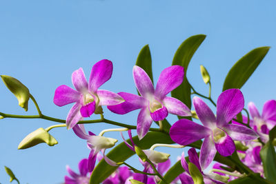 Low angle view of pink flowering plant against sky