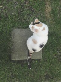 High angle view of cat sitting on grass