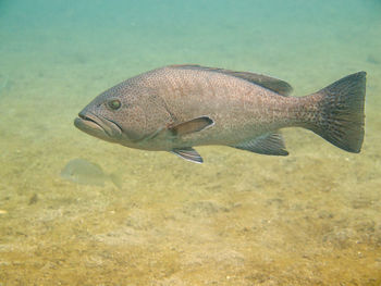 Close-up of fish swimming in sea