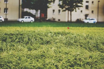 Close-up of grass growing in field