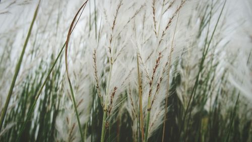 Close-up of stalks in field