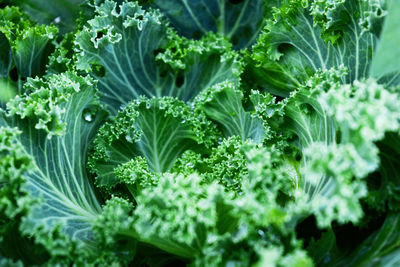 Close-up of fresh green plants