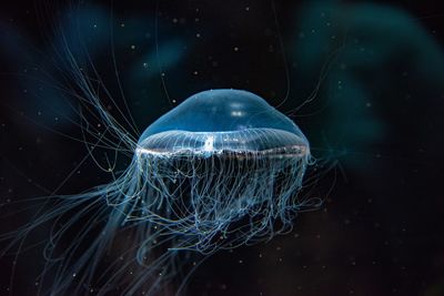 Close-up of jellyfish swimming in sea