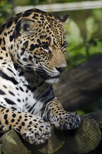 Jaguar, panthera onca, taken at safari niagara.