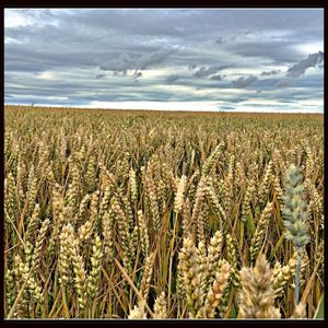 Scenic view of field against cloudy sky