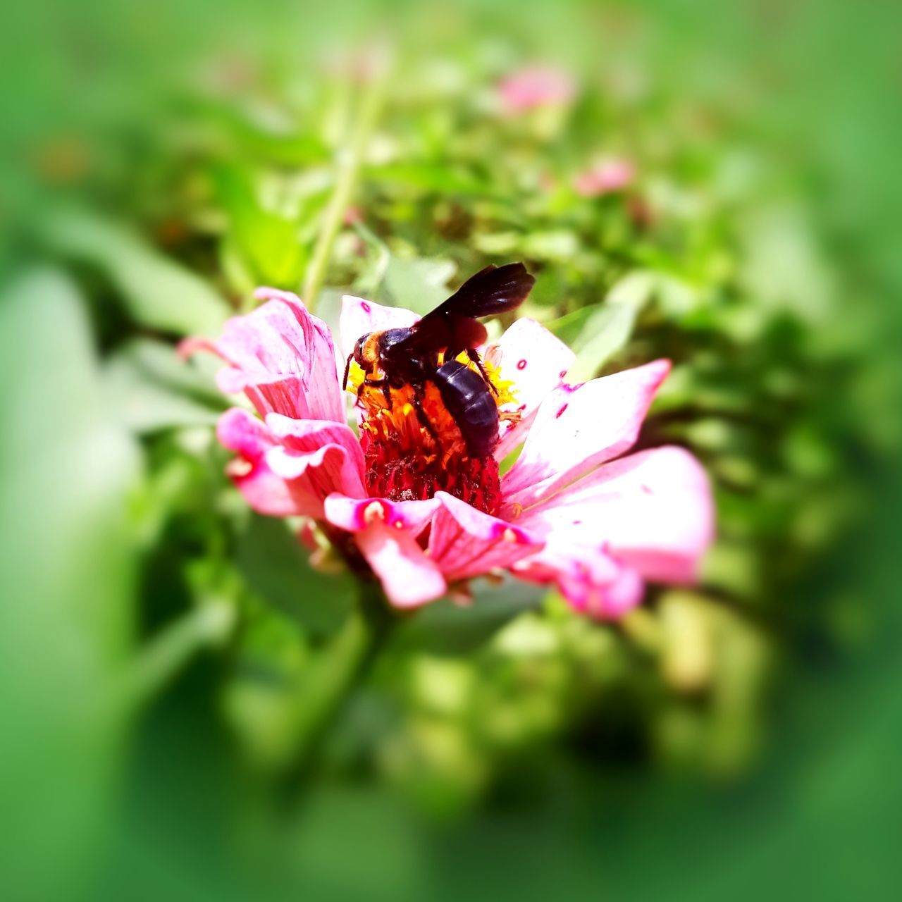 flower, flowering plant, beauty in nature, animal, animal themes, plant, one animal, petal, fragility, animal wildlife, vulnerability, animals in the wild, insect, invertebrate, pink color, freshness, flower head, growth, close-up, selective focus, no people, pollination, outdoors, animal wing, pollen, butterfly - insect