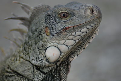 Close-up of a lizard