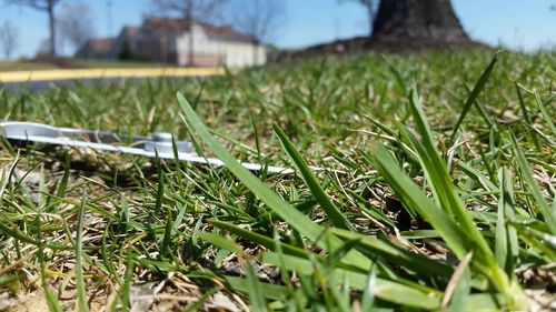 Surface level of grassy field