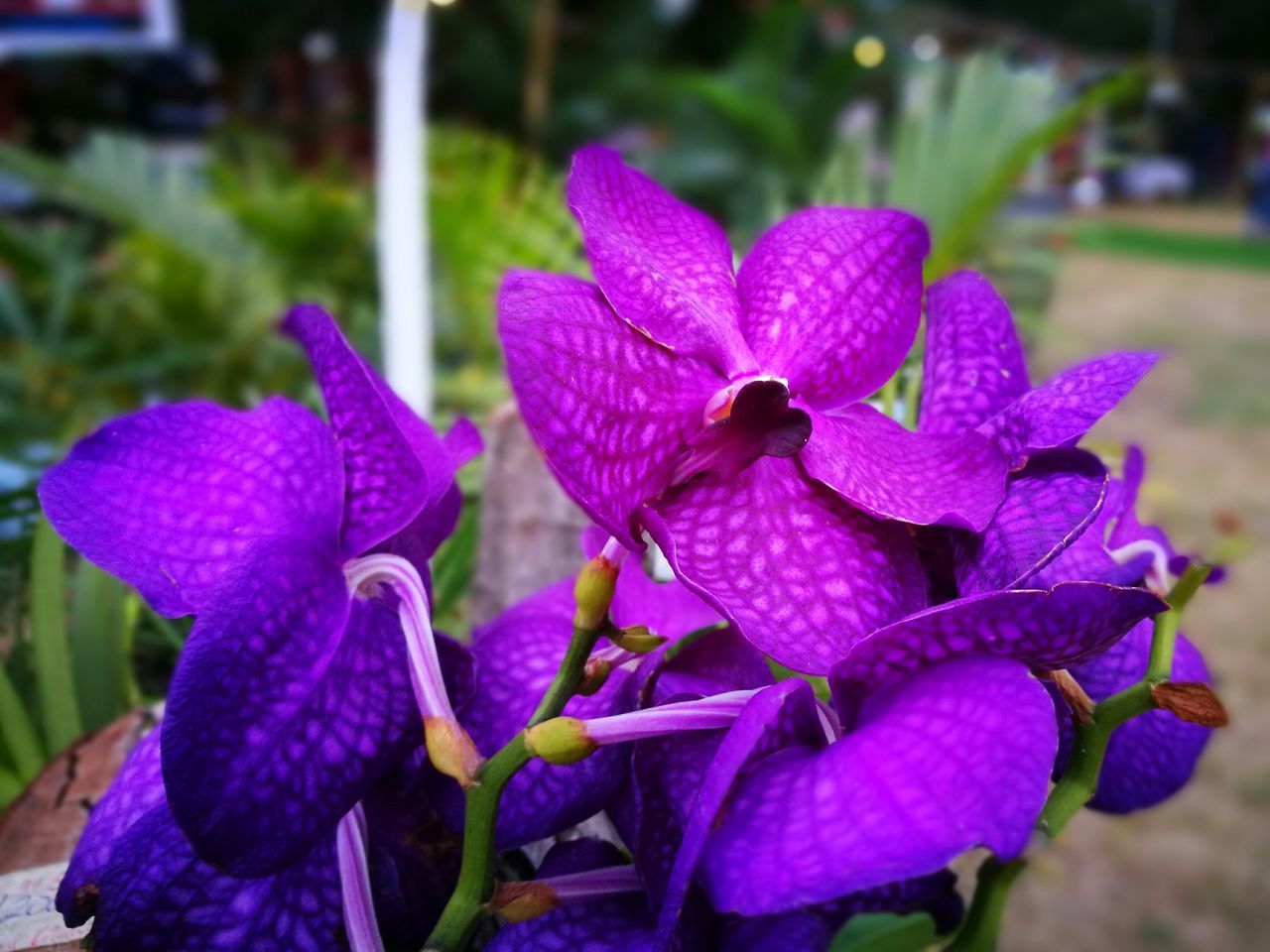 flower, nature, fragility, purple, freshness, beauty in nature, petal, plant, growth, close-up, flower head, focus on foreground, blooming, outdoors, day, no people