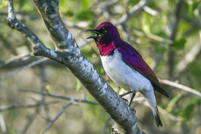 Close-up of bird perching on branch