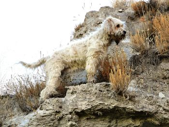 View of animal sitting on land