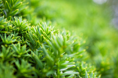 Close-up of fresh green grass