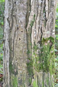 Close-up of tree trunk