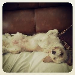 domestic animals