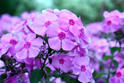 Close-up of pink flowering plant in park