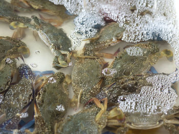 Swimming blue crabs in a plastic tray with water the characteristic of the blue-clawed claw crabs