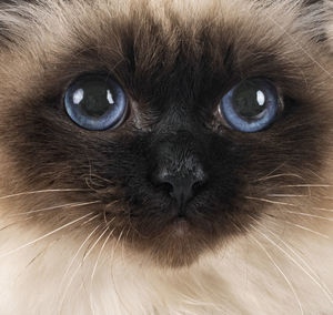 Close-up portrait of a cat