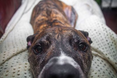 Close-up portrait of dog at home