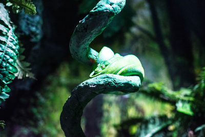 Close-up of lizard on tree