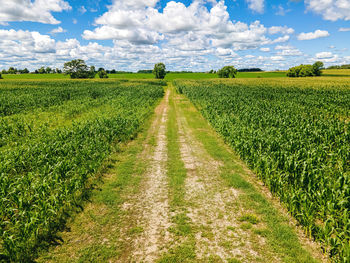 Hot summer day with a cloudy blue sky with farm fields and the small road between in rural wisconsin