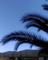 Low angle view of palm trees against sky