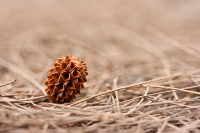 Close-up of dried plant growing on field