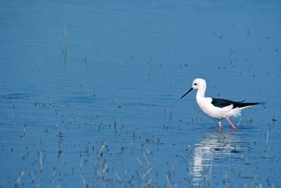 Seagull on a lake