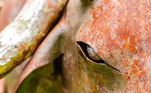 Close-up of lizard on tree trunk