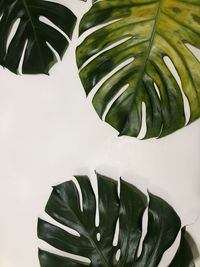 Close-up of fresh green leaves against white background